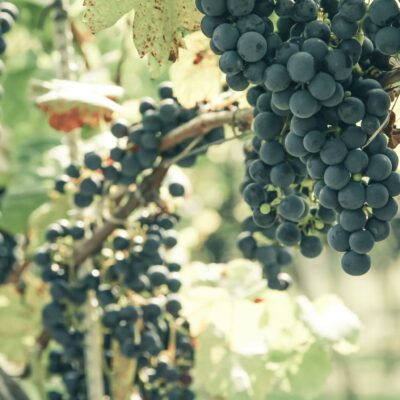 Dark ripe grapes growing in vineyard
