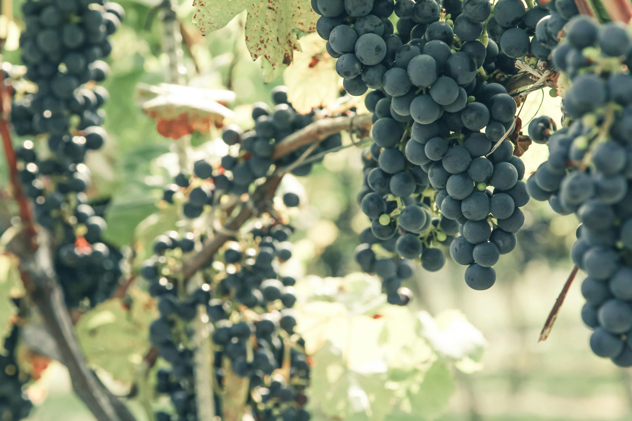 Dark ripe grapes growing in vineyard