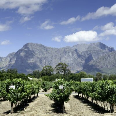 Vineyard Across Mountains